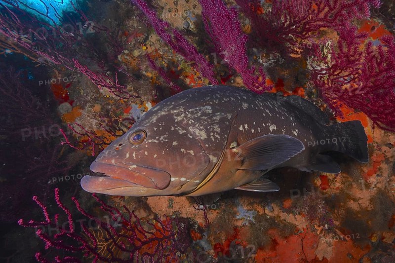 Dusky grouper (Epinephelus marginatus) (Mycteroperca marginatus) and violescent sea-whip (Paramuricea clavata) in the Mediterranean near Hyères. Dive site marine reserve Port Cros, Côte dAzur, France, Europe