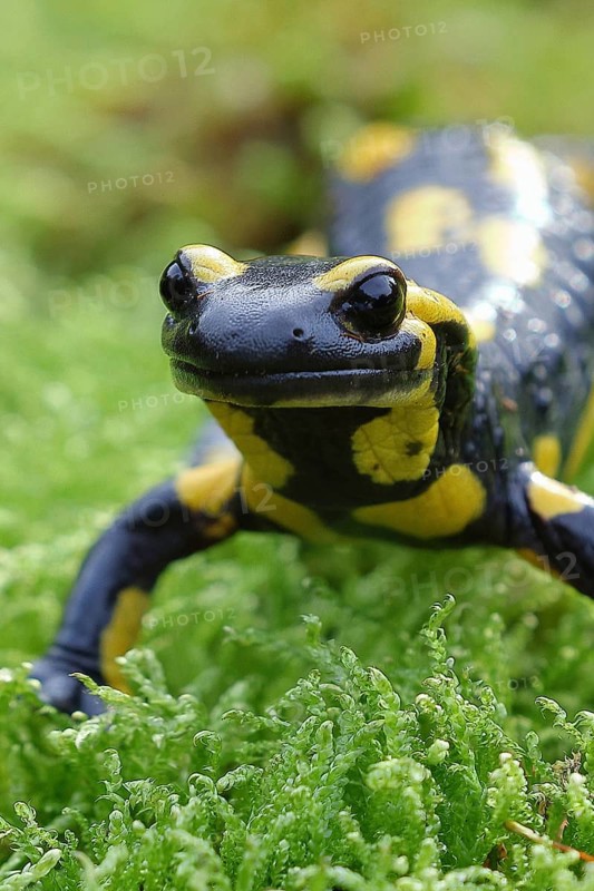 Fire salamander (Salamandra salamandra), running over moss, animal portrait, wildlife, North Rhine-Westphalia, Germany, Europe