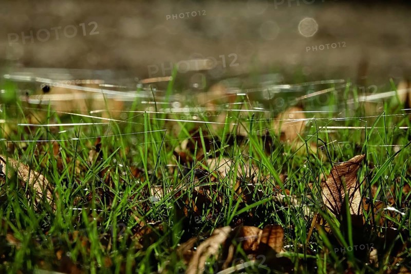 Meadow with cobweb threads, autumn, Germany, Europe