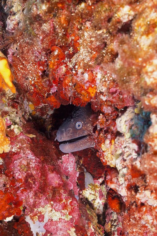 A mediterranean moray (Muraena helena) looks out of its cave in the Mediterranean Sea near Hyères. Dive site Giens Peninsula, Côte dAzur, France, Europe