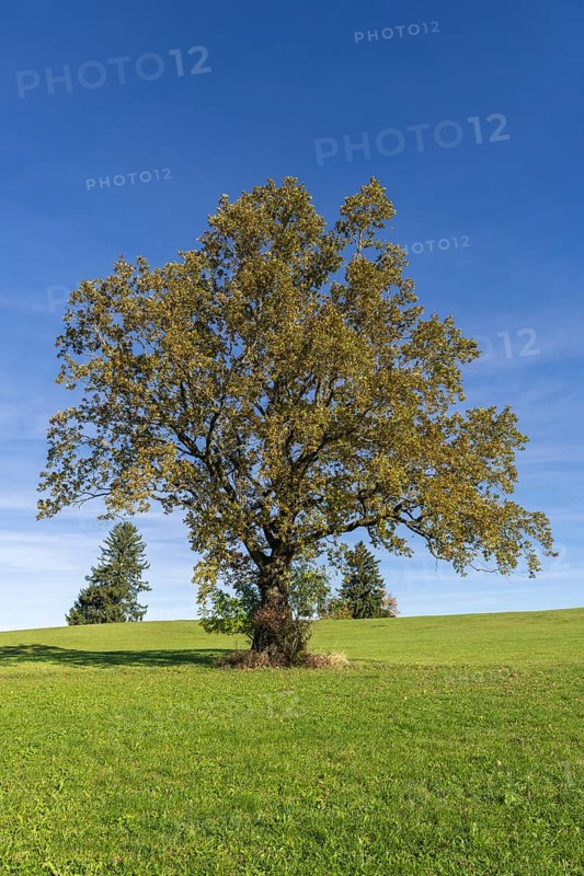English oak (Quercus robur) in autumn on a meadow, fir trees, Allgäu, Bavaria, Germany, Europe