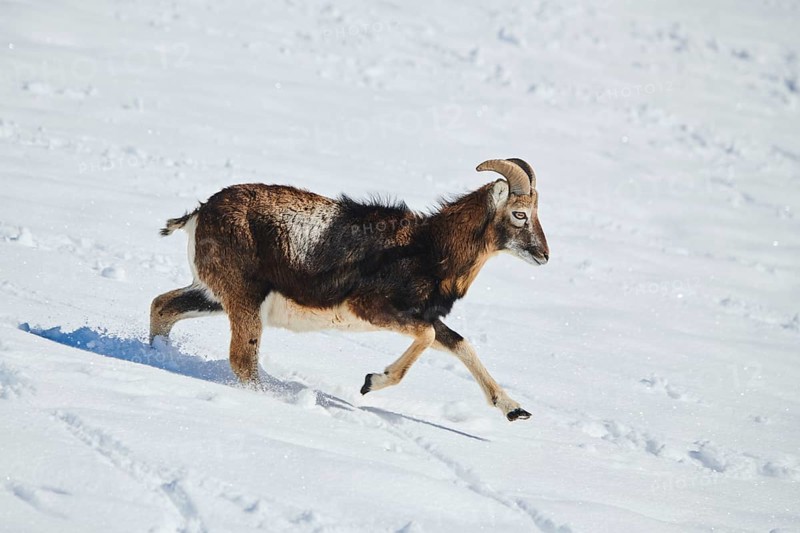 European mouflon (Ovis aries musimon) ram on a snowy meadow in the mountains in tirol, Kitzbühel, Wildpark Aurach, Austria, Europe