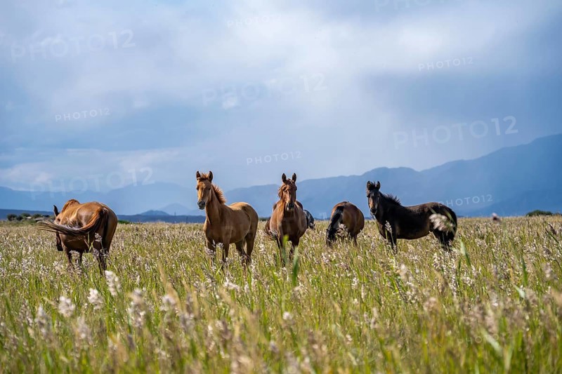 A herd of horses runs through a wild field with mountain views, Yssykköl, Kyrgyzstan, Asia