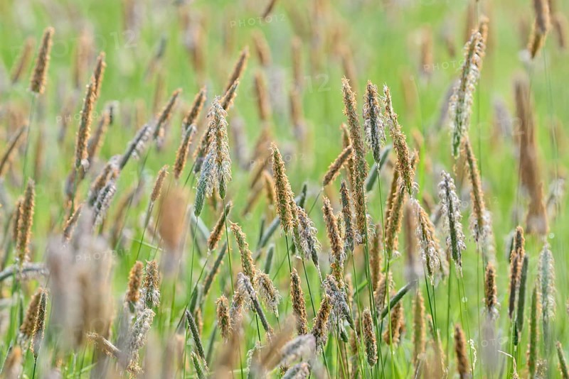 Meadow foxtail (Alopecurus pratensis), panicle with anthers, North Rhine-Westphalia, Germany, Europe