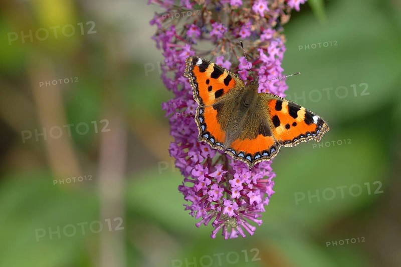 Small tortoiseshell (Aglais urticae), on summer lilac or butterfly-bush (Buddleja davidii), North Rhine-Westphalia, Germany, Europe