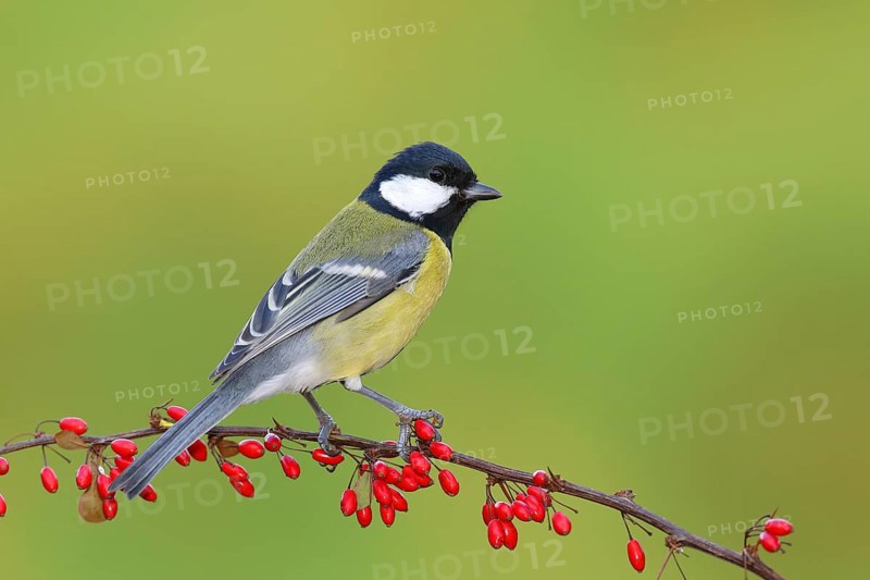 Great tit (Parus major) on green red barberry (Berberis thunbergii) with red berries in autumn, Siegerland, North Rhine-Westphalia, Germany, Europe