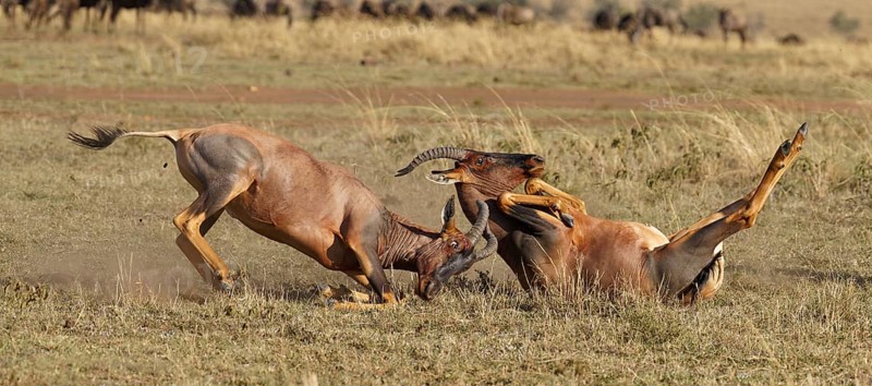 Fight between two Topi lei antelope bulls, Maasai Mara Game Reserve, Kenya, Africa