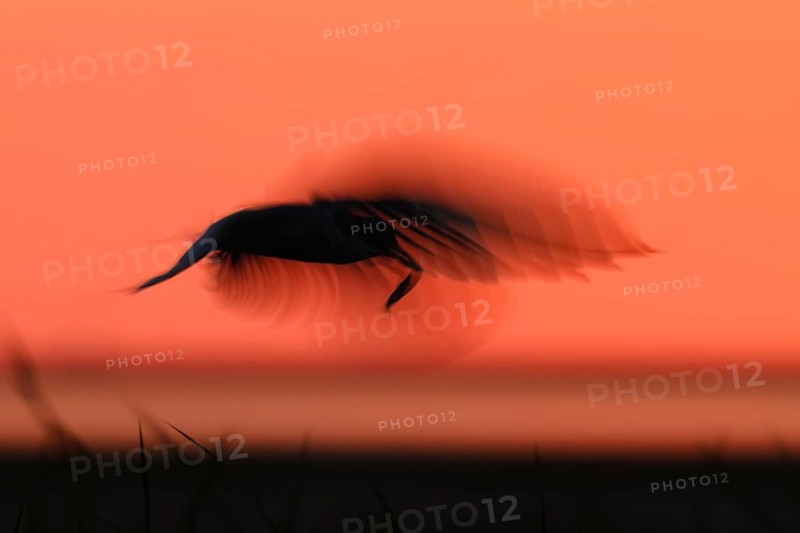 Common Tern (Sterna hirundo), flight study at sunset, in flight with motion blur of the wings, in flight with fish in the beak, Lower Saxon Wadden Sea National Park, East Frisian Islands, Lower Saxony, Germany, Europe