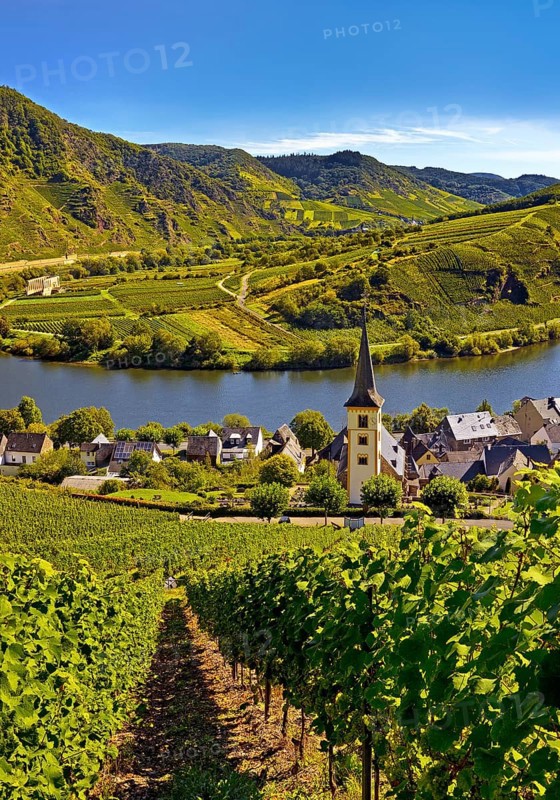 Moselle loop with vineyards and Saint Laurentius Church from the Bremmer Calmont via ferrata, Bremm, Rhineland-Palatinate, Germany, Europe