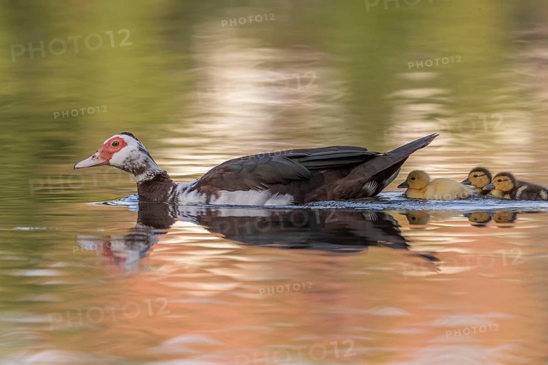 Female Muscovy Duck (Cairina moschata) with her chicks. Bas-Rhin, Collectivite europeenne d'Alsace, Grand Est, France, Europe