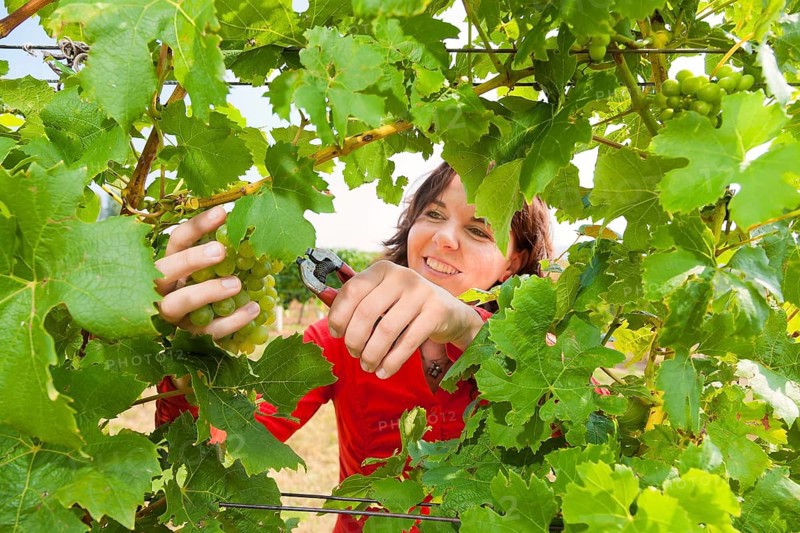 Start of the grape grape harvest at Winzergenossenschaft Meissen eG