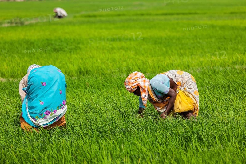 TAMIL NADU, INDIA, FEBRUARY 13, 2014: Unidentified Indian women harvests rice in the paddy field. Rice is the most widely consumed staple food for a large part of the world's human population
