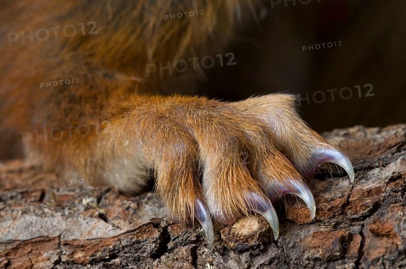 Squirrel, Squirrel cat, Rodents, Mammals, Animals, Eurasian red eurasian red squirrel (Sciurus vulgaris), close up of hind leg's paw with sharp claws grasping on tree bark
