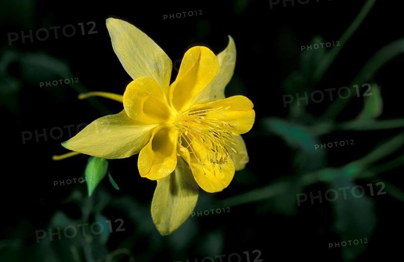 Golden Columbine, Sonora Desert, Arizona, USA (Aquilegia crysanthea), North American Columbine, Sonora Desert, Arizona, USA, North America
