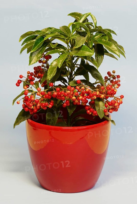 Hen's-eyes (Ardisia crenata)