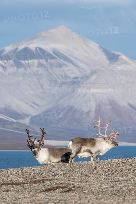 Svalbard reindeers (Rangifer tarandus platyrhynchus), male, bull with blood-red velvet antlers, tundra in autumn, Kapp Wijk, Svalbard, Norway, Europe