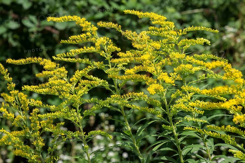 Giant goldenrod (Solidago gigantea), also known as tall goldenrod, yellow flowering, Baden-Württemberg, Germany, Europe