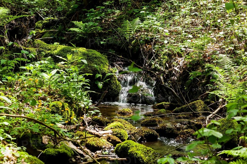 The Tharandt Forest, formerly known as the Grillenburg Forest, is a landscape in the centre of Saxony and lies southwest of the forestry town of Tharandt, south of the town of Wilsdruff
