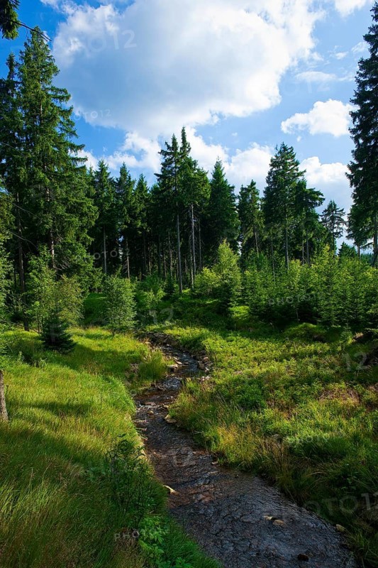 Rote Weißeritz near Schellerhau