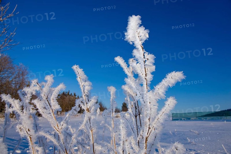 Ice crystals when it is very cold, the moisture in the air settles on the branches of the trees and on blades of grass, forming bizarre crystal formations