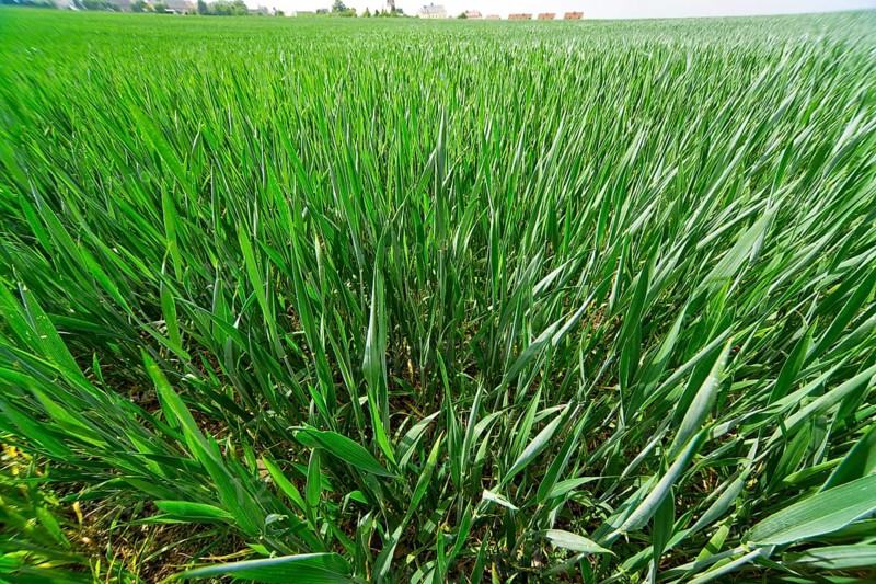 Wheat field in spring