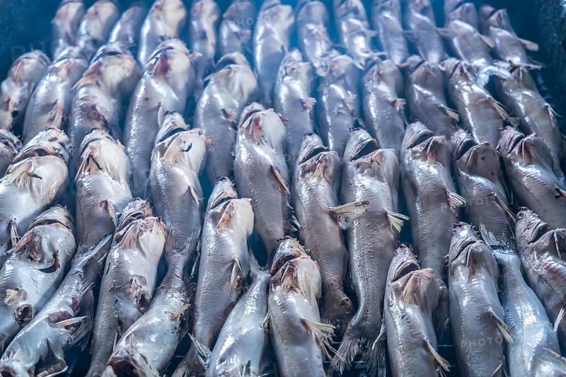 Fish over the fire for smoking, Sanyang, Gambia, West Africa, Africa