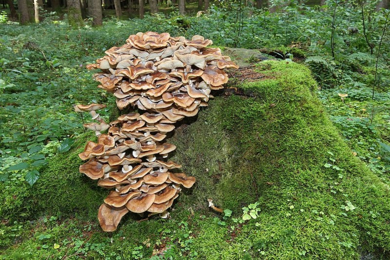 Fungus, Hallimasch (Armillaria gemina) on old tree stump, Allgäu, Bavaria, Germany, Europe
