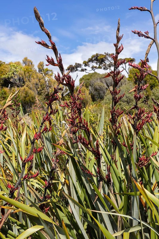 Flax (Phormium tenax), Ship Creek, New Zealand, Oceania