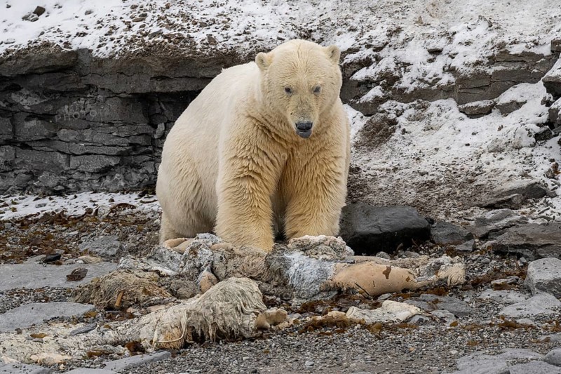 Scavenging polar bear (Ursus maritimus) eating the carcass of a stranded dead minke whale on the coast of Wahlbergøya, Svalbard, Svalbard, Norway, Europe