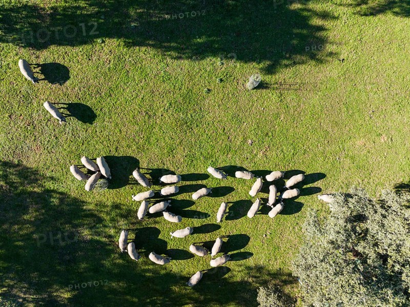 Grazing pigs and holm oaks (Quercus ilex) in the Sierra de Aracena, aerial view, drone shot, Huelva province, Andalusia, Spain, Europe