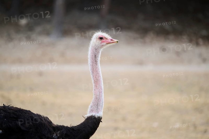 Common ostrich (Struthio camelus) male in the dessert, captive, distribution Africa