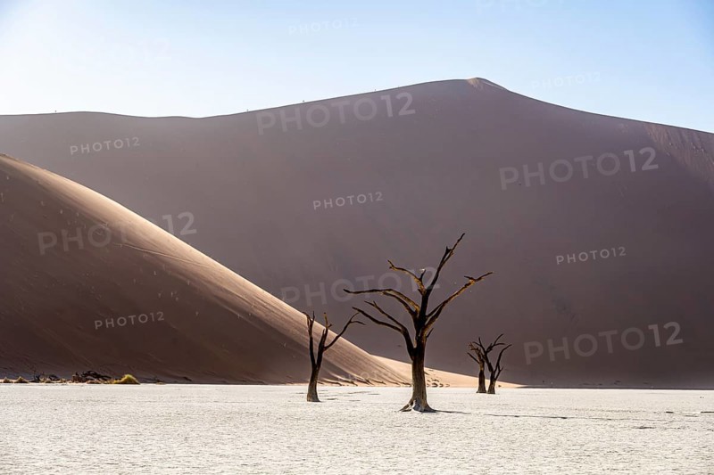 Dead camelthorn trees (Acacia erioloba) in Deadvlei, behind huge red sand dune Daddy Dune, atmospheric in the morning light, Sossusvlei, Namib Desert, Namib-Naukluft National Park, Namibia, Africa
