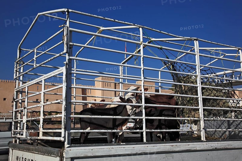 The traditional animal market is now only handled directly from trucks. Nizwa is the centre of the Omani heartland. The oasis town lies on the southern edge of the Hajar Mountains near the Jabal al-Achdar, Oman's highest mountain range