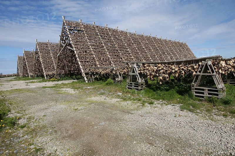 Wooden racks with air-dried atlantic cod (Gadus morhua) Lofoten, Northern Norway, Norway, Scandinavia, Europe
