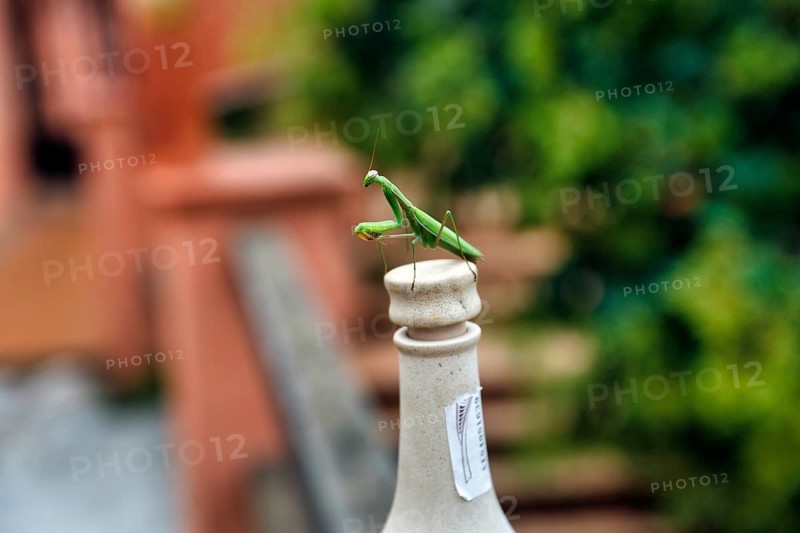 Praying mantis (Mantis religiosa) sitting on cork, bottle neck, Spain, Europe