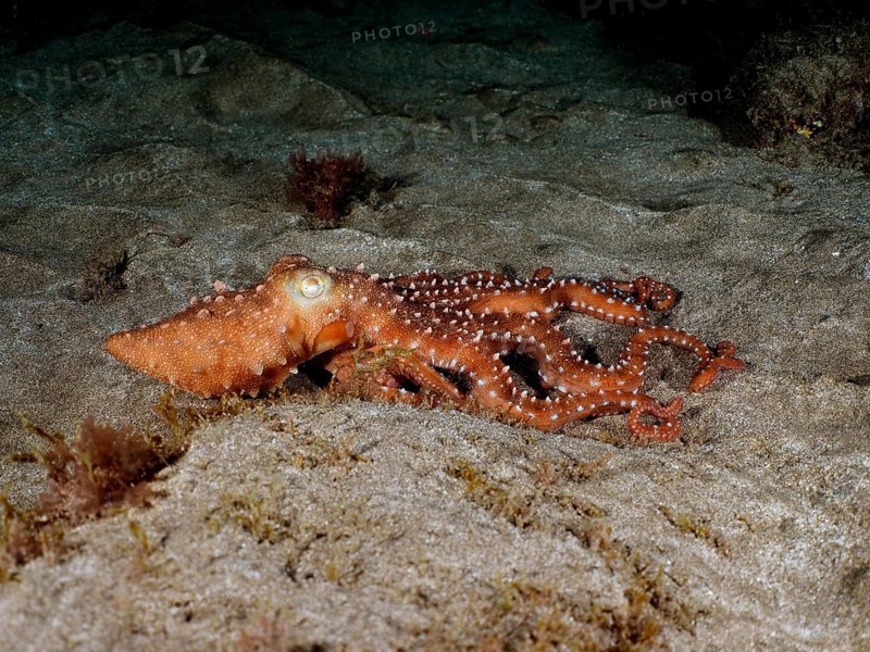 White spotted octopus (Callistoctopus Octopus macropus) at night. Dive site El Cabron Marine Reserve, Arinaga, Gran Canaria, Spain, Atlantic Ocean, Europe