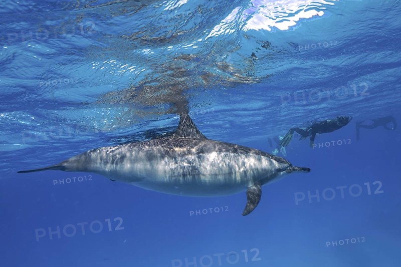 Spinner dolphin (Stenella longirostris), spinner dolphin, snorkellers in the background, Sataya Reef dive site, Dolphin House, Red Sea, Egypt, Africa
