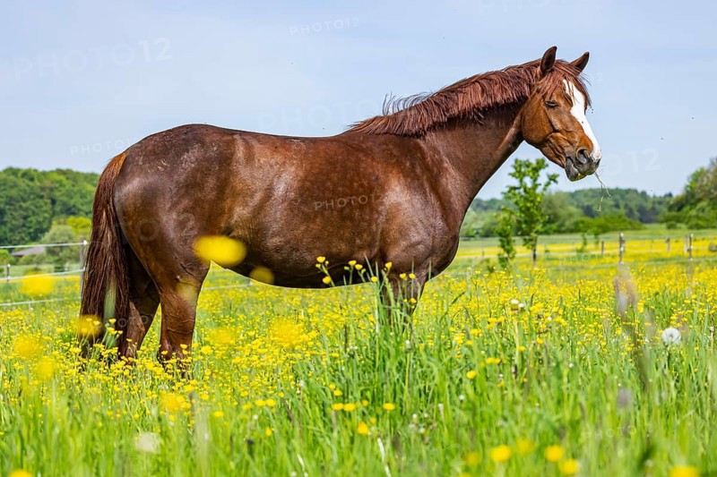 Flower meadow in spring with riding horse, paddock on the Swabian Alb near Dornstadt, Baden-Württemberg, Germany, Europe