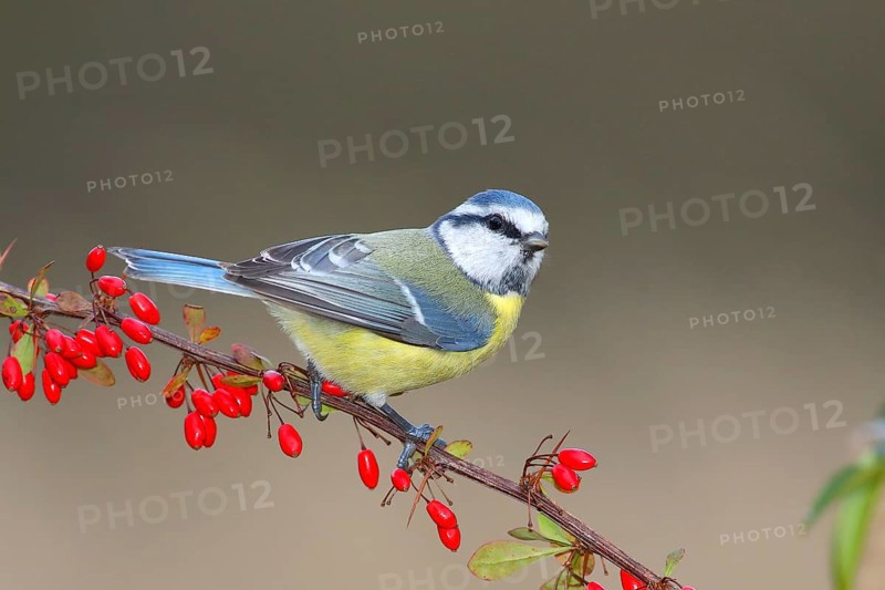 Blue Tit (Parus caeruleus) on Green Barberry (Berberis thunbergii) with red berries in autumn, Siegerland, North Rhine-Westphalia, Germany, Europe