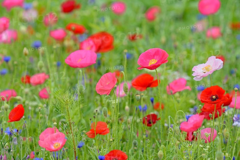 Flowering strip, flowering area with poppy flowers (Papaver rhoeas) and cornflowers (Centaurea cyanus), North Rhine-Westphalia, Germany, Europe