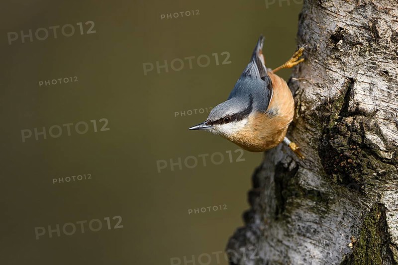 Eurasian nuthatch (Sitta europaea), adult bird, Dingdener Heide nature reserve, North Rhine-Westphalia, Germany, Europe