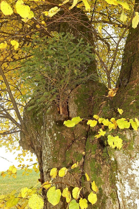 Large-leaved linden (Tilia platyphyllos) with a spruce (Picea) growing out of a hole in the trunk, Allgäu, Bavaria, Germany, Europe