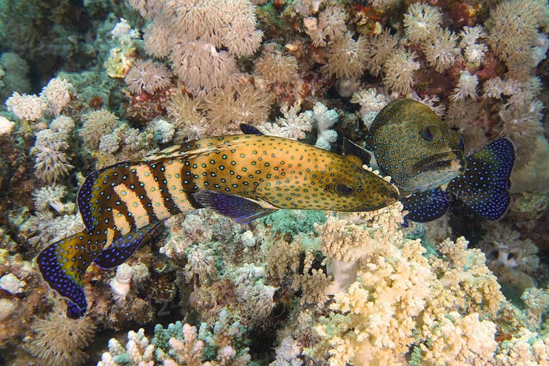 Pair of bluespotted grouper (Cephalopholis argus) during courtship, mating, dive site House Reef, Mangrove Bay, El Quesir, Red Sea, Egypt, Africa
