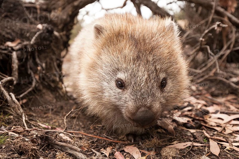 Wombat portrait. On Maria Island, Tasmania Australia