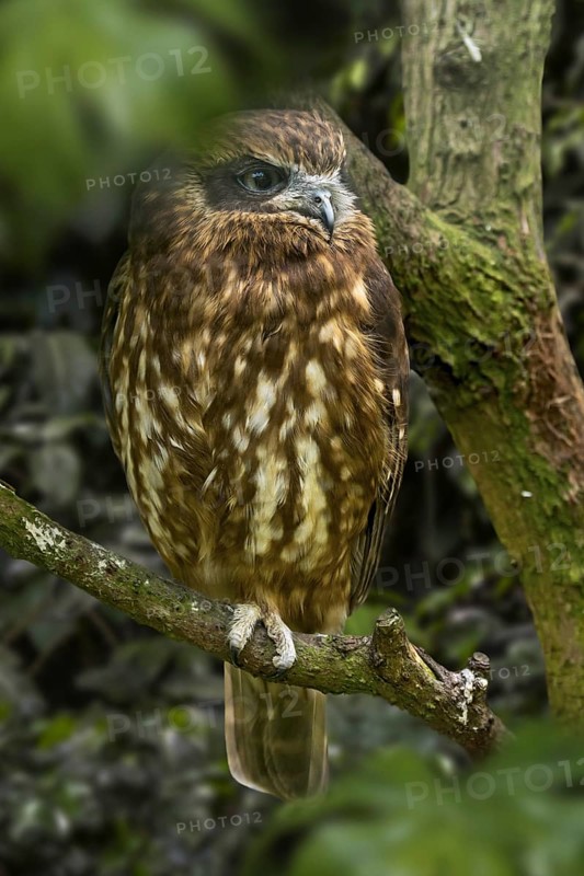 Australian boobook, Southern boobook (Ninox boobook) owl species native to Australia, New Guinea, Timor and the Sunda Islands