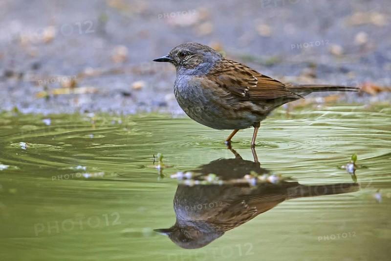 Dunnock, hedge accentor (Prunella modularis) (Motacilla modularis) bathing in water from pond, puddle