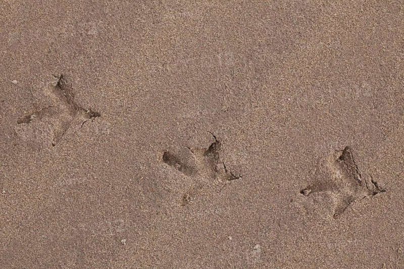 Western Capercaillie (Tetrao urogallus), Wood Grouse, Heather Cock footprints in the sand