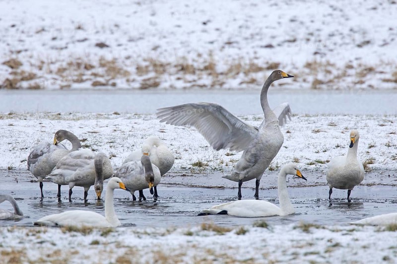 Whooper swans (Cygnus cygnus) adults with juveniles gathering in pond in winter