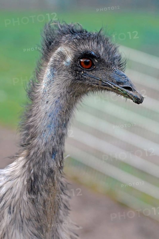 Close up of emu (Dromaius novaehollandiae) bird head