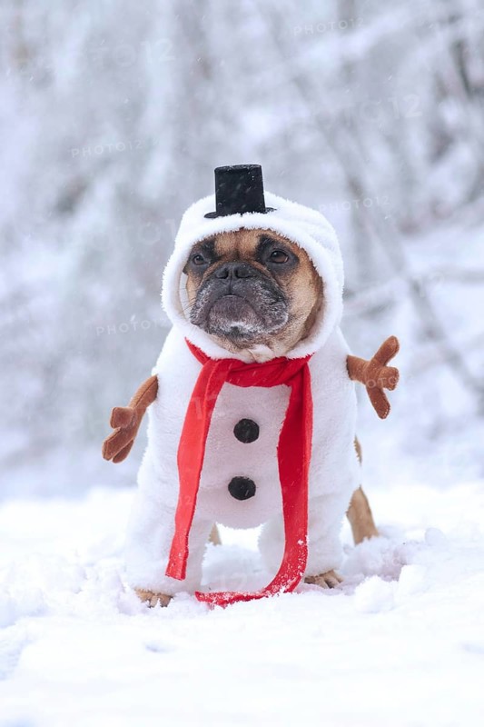 French Bulldog dog dressed up with funny snowman full body suit costume with red scarf, fake stick arms and small top hat in winter snow landscape
